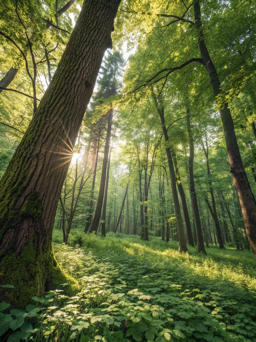 A scenic view of a protected wildlife area, emphasizing the importance of habitat preservation.